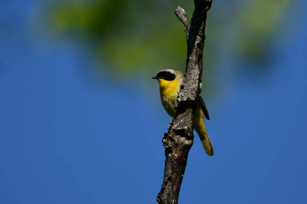 istock Common Yellow-throated Warbler bird 1497870677