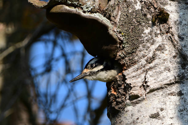 pájaro carpintero peludo hembra en el nido - picoides villosus fotografías e imágenes de stock