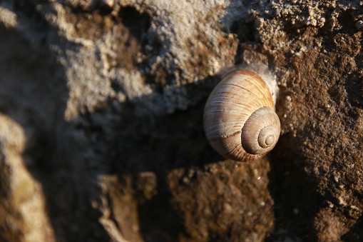 House snail live rock stone