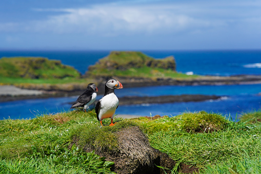 Fratercula arctica bird on the Treshnish isles. The puffins breed on Lunga, a small island of the coast of Mull.
