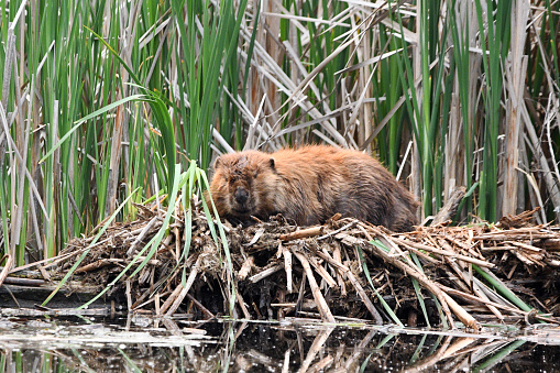 Summer scene of a beaver resting along the edge of a marsh in a pile of reeds
