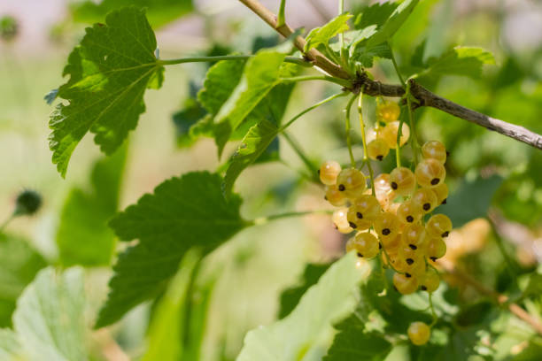 istock Yellow juicy ripe berries on a branch. White currants on a bush. 1497872337