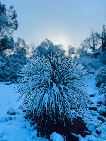 Cactus covered in snow