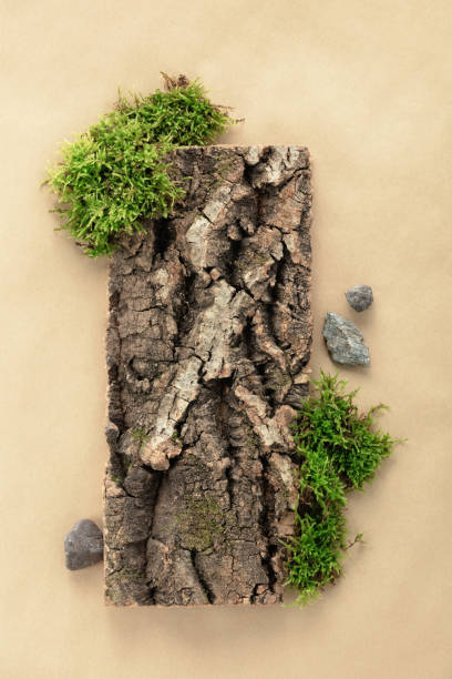istock Creative composition for design with bark tree and moss, wooden texture on beige background for organic cosmetic products.  Flat lay 1497873007