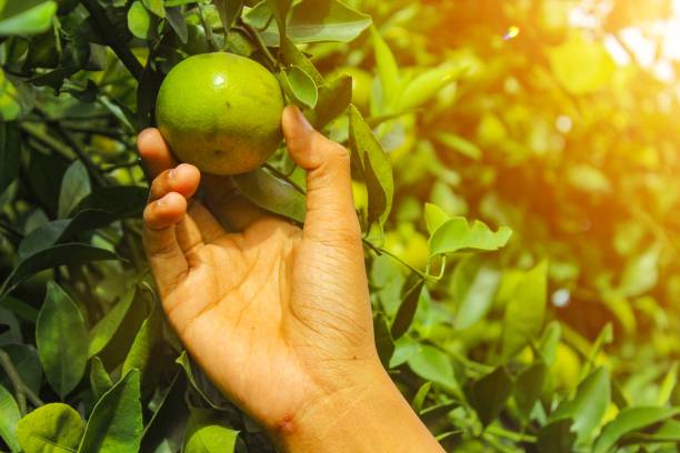 istock picking oranges in the garden 1497873995