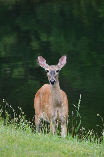 Close up of a White Tail Deer doe standing in the water along the edge of a pond