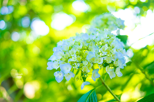 Japanese hydrangea blooming outdoors.