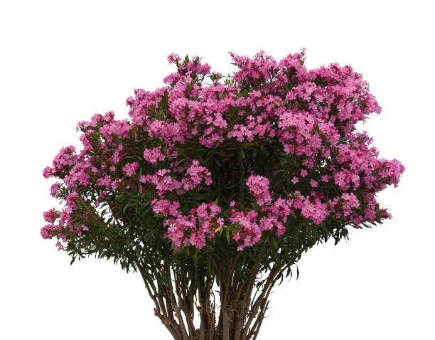istock blooming oleander plant isolated on white background 1497876402