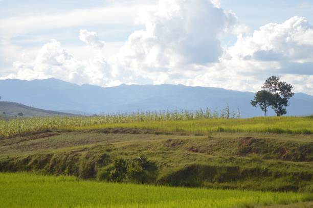 istock Stunning natural landscape with rolling green hills dotted with a single tree 1497876504