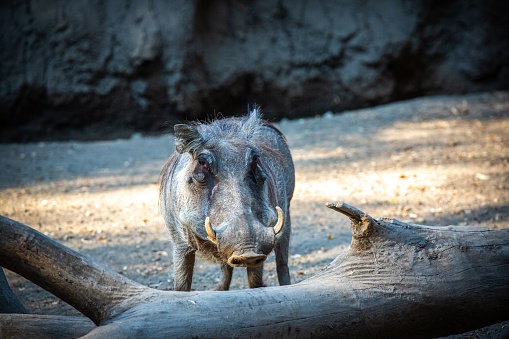 A wild warthog ambling through a desolate landscape composed of arid earth and logs