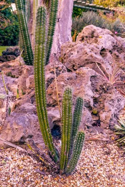 A close-up image of a cactus plant in the foreground, with a collection of smaller plants in the background