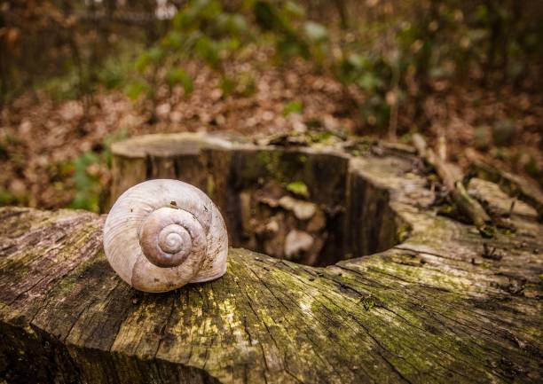 A snail perched on a log in a wooded area, against a backdrop of a tree stump.