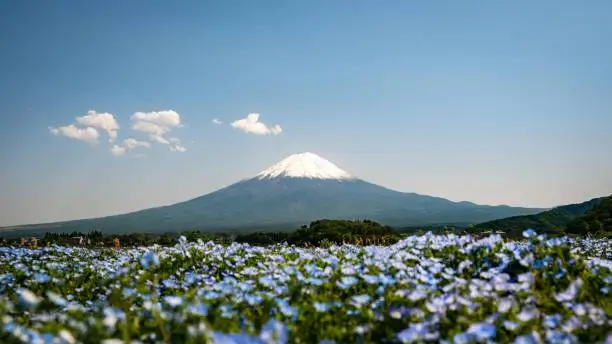 Photo of Picturesque landscape featuring Mount Fiji in the backdrop of an array of vibrant blue wildflowers