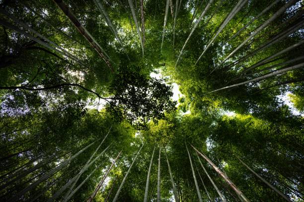 istock Low angle shot of the lush green bamboo tree canopy 1497877244