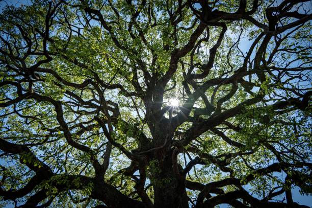 the sun shines through the branches of an ancient oak tree