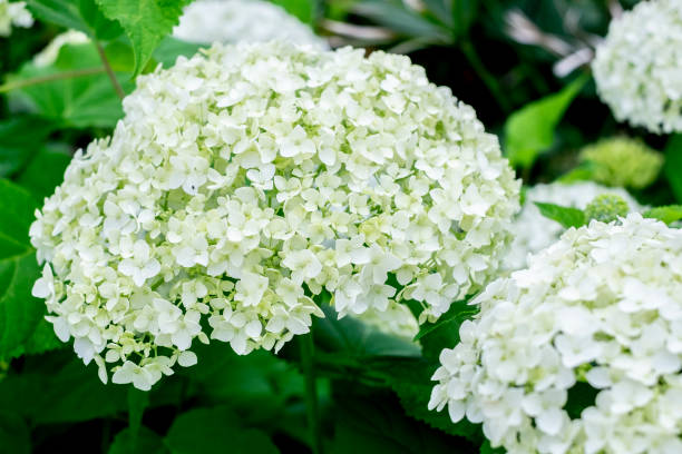 istock American hydrangea blooms outdoors. 1497879295