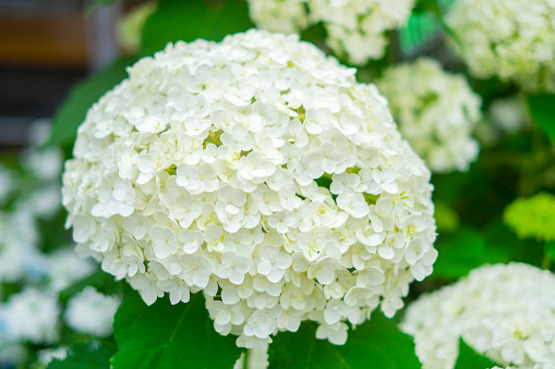 American hydrangea Annabelle that blooms outdoors.