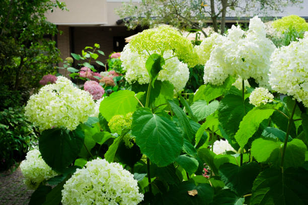 istock American hydrangea blooms outdoors. 1497879338