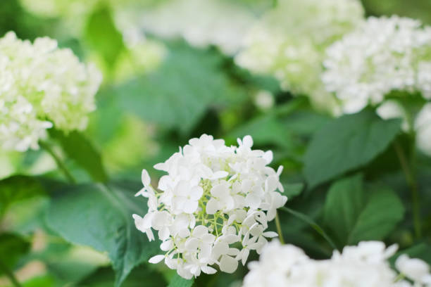 istock American hydrangea blooms outdoors. 1497879359