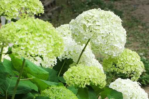 American hydrangea Annabelle that blooms outdoors.