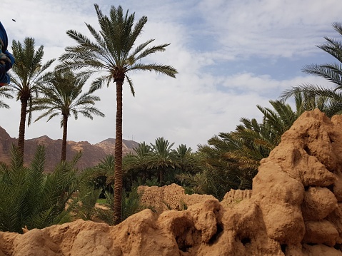 the breathtaking landscape of AlUla, Saudi Arabia, featuring majestic palm trees