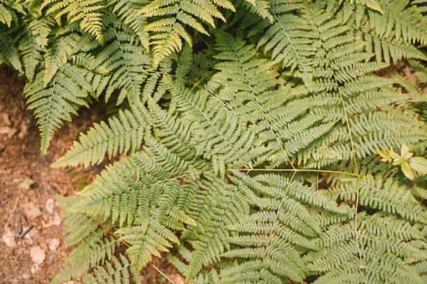 grünes farnblatt im sonnenlicht an einem sommertag makrofotografie. frisches, saftiges blatt der tropischen pflanze in der nahaufnahme des frühlings. - fern leaf plant close up stock-fotos und bilder