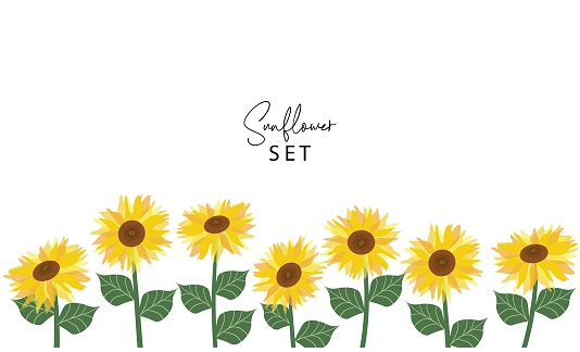 Sunflowers white background. Vector horizontal border seamless pattern. beautiful sun flower floral background template