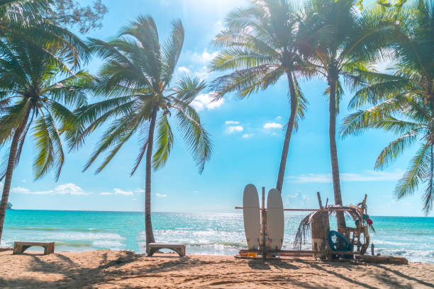 istock Surfboards beside coconut trees at summer beach with sun light and blue sky background. 1497882077