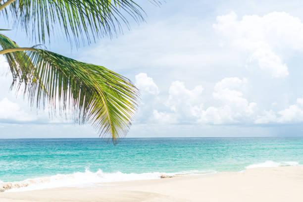 istock Coconut trees with tropical summer beach and blue sky. 1497882080
