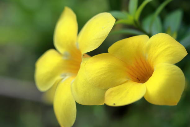 istock Amazing large yellow flowers in nature environment 1497882642