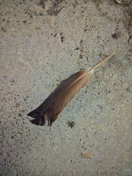 istock Defocused abstract background of a feather on the floor. 1497882898