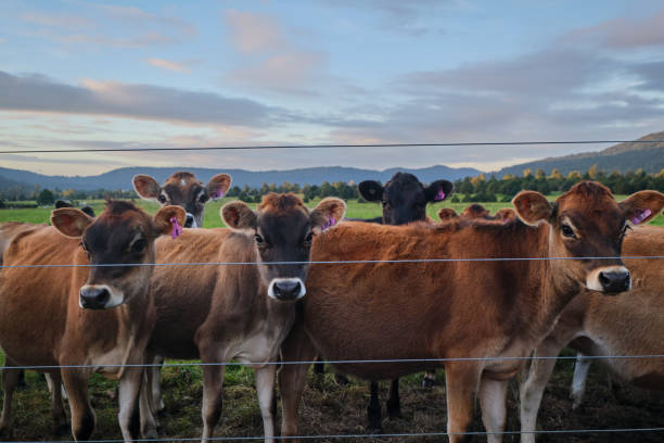 istock Herd of cattle on the fence. 1497884967