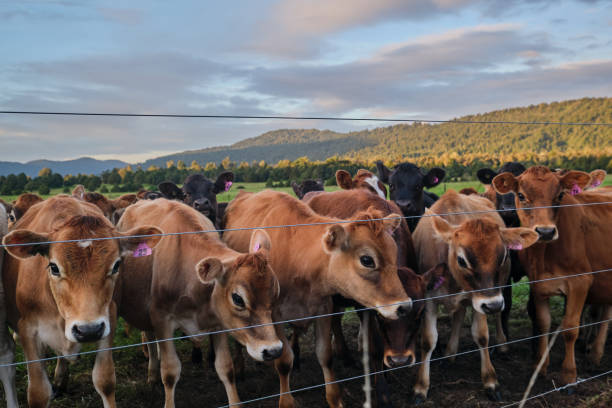istock Herd of cattle on the fence. 1497884976