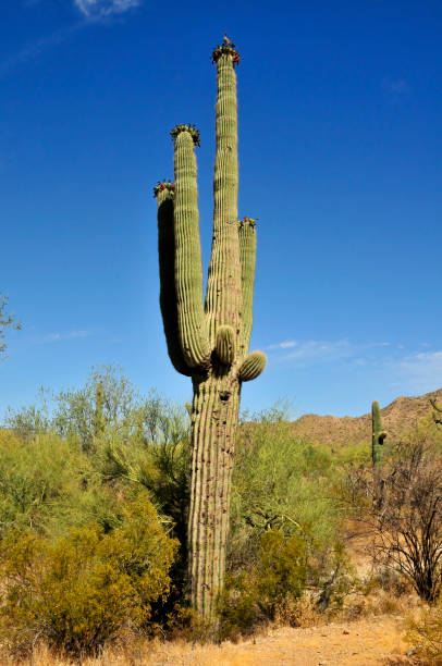 istock Old Saguaro Cactus Sonora desert Arizona 1497885658