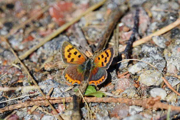 istock small copper, American copper, or common copper (Lycaena phlaeas) butterfly resting on the ground in autumn. 1497886746