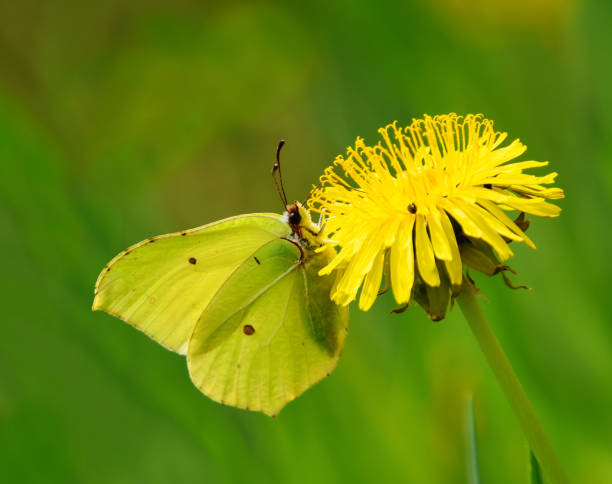Common brimstone (gonepteryx rhamni) butterfly on a dandelion in spring.