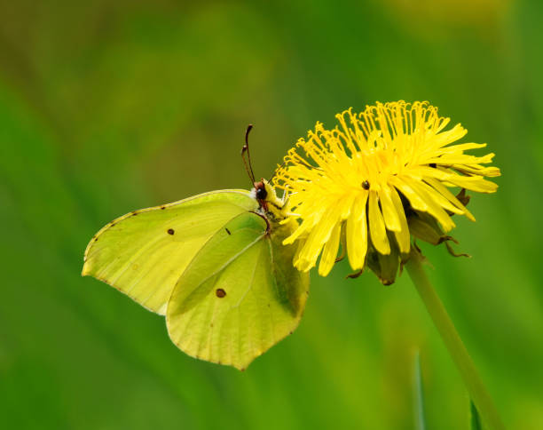 common brimstone (gonepteryx rhamni) butterfly on a dandelion in spring. - citronfjäril bildbanksfoton och bilder