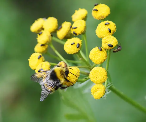 Photo of gypsy's cuckoo bumblebee (Bombus bohemicus) and other small bugs on the tansy flower in autumn.