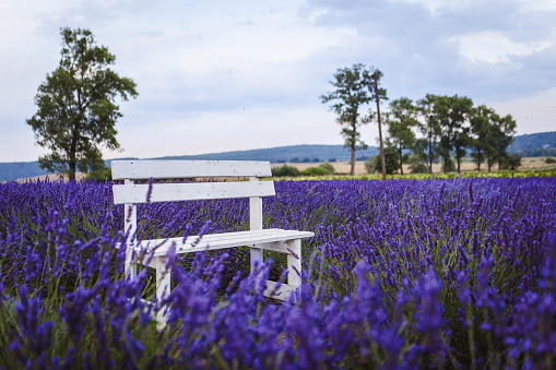 Bench in lavender field with view of sky