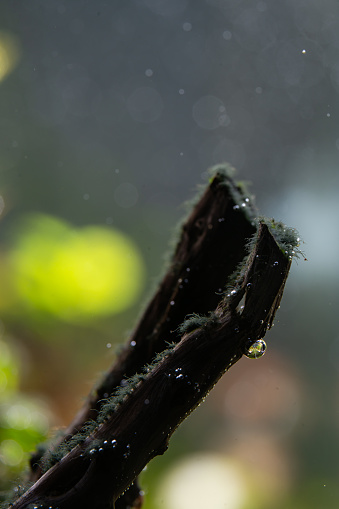 an infested black beard algae on redmoor wood