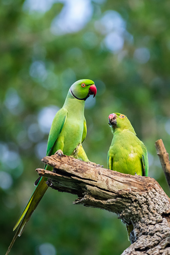 Rose-ringed parakeet male feeds the female as part of the courting ritual, regurgitating food into the female bird's mouth.