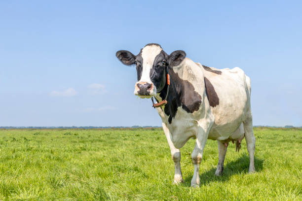istock Cow standing looking sassy, full length in front view, milk cattle black and white, a blue sky and horizon 1497889669