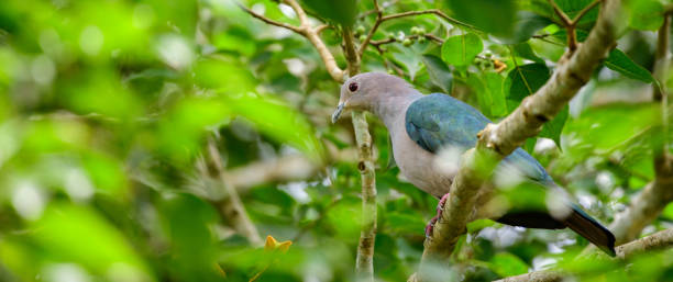 istock Green imperial pigeon bird perch on a banyan tree. 1497890842