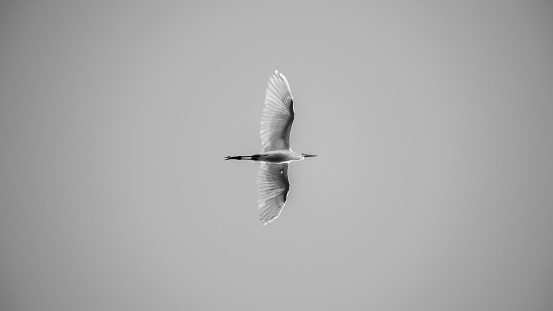 White egret soaring in the skies monochrome photograph.