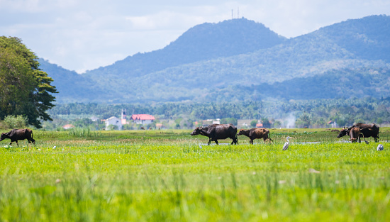 Herd of buffaloes in the rural village grass field, landscape scenery, and mountain range in the background.