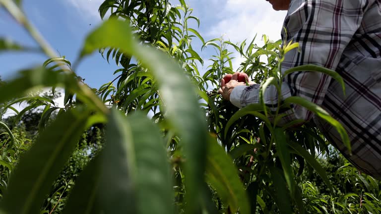 Agricultural activity in Italy: picking peaches from the trees