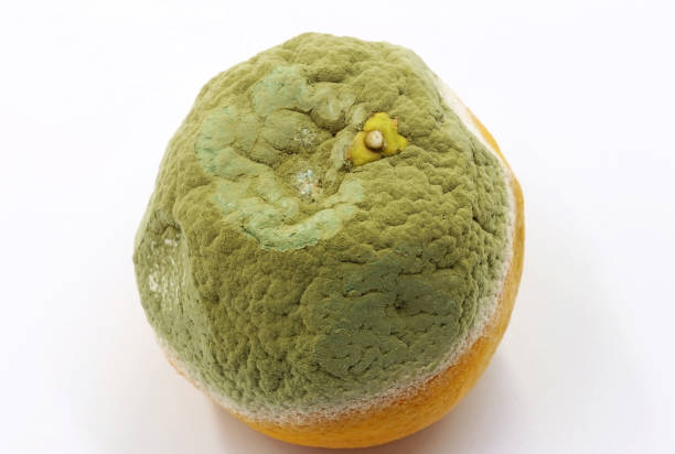 istock Decaying orange, attacked by a fungus 1497891852