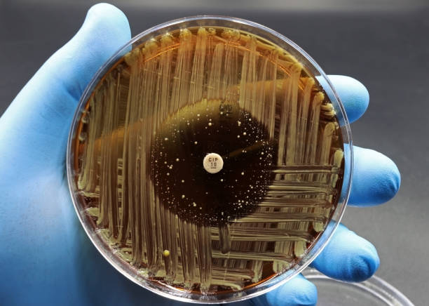 hand eines wissenschaftlers oder arztes, der eine mikrobiologische kultur petrischale mit bakterien zeigt, bei der ein antibiotikaresistenztest durchgeführt wurde - blood agar stock-fotos und bilder