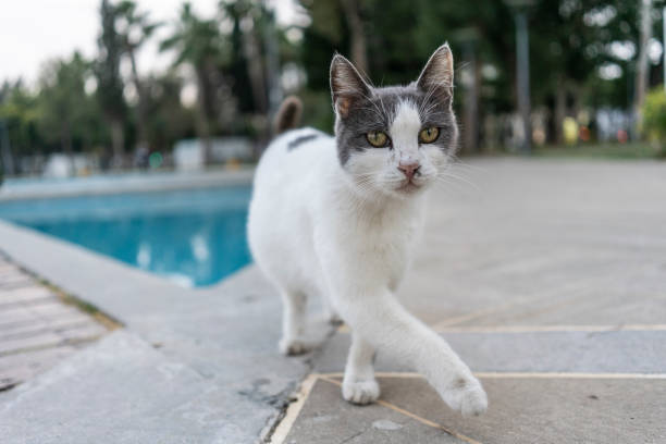 Cute domestic cat at Cyprus