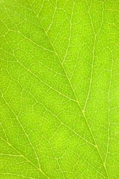 istock Green Leaf Textured Pattern Flat Lay Macro Closeup, Large Detailed Vertical Abstract Background Texture, Blank Empty Copy Space 1497895422
